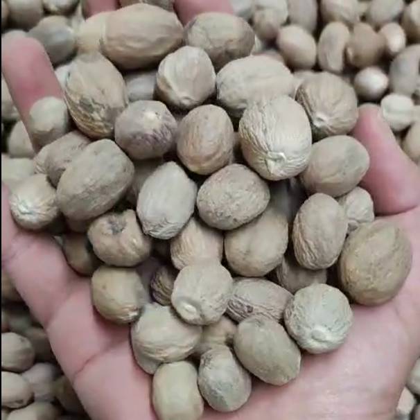 Whole Betelnut