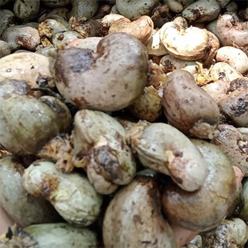 Whole Betelnut